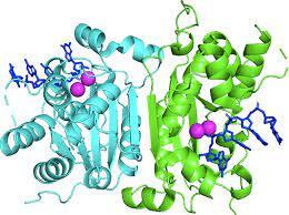 Association of TREX1 polymorphism with disease progression in human immunodeficiency virus type-1 (HIV-1) infected patients